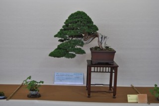 Bonsai vincitore1