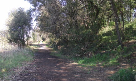 ESTESO IL TERMINE PER PRESENTARE I PROGETTI DI RIQUALIFICAZIONE PER IL BOSCO DI STAGNO