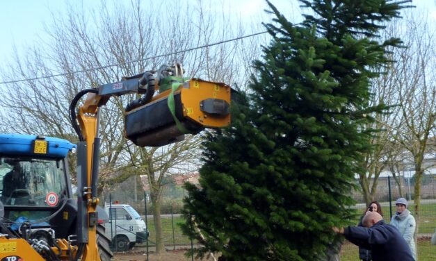 UNA FESTA DEGLI ALBERI NEL SEGNO DEL NATALE
