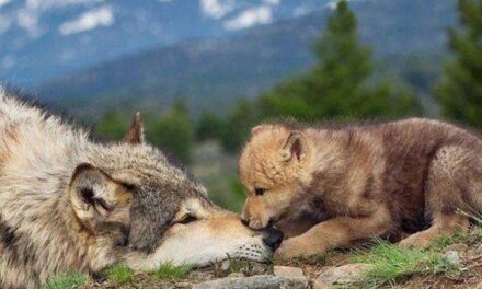 LE RAZZE: QUESTE SCONOSCIUTE