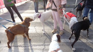 Cani in cerca di adozione al canile di Massa. 