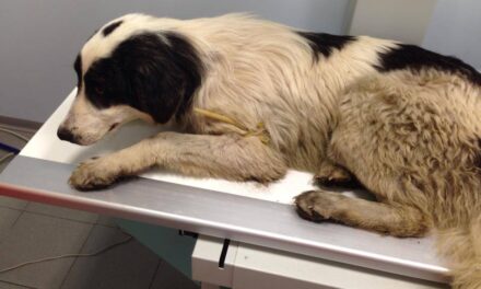 STAGNO: CANE SPROVVISTO DI MICROCHIP INVESTITO DA UN AUTOMOBILISTA