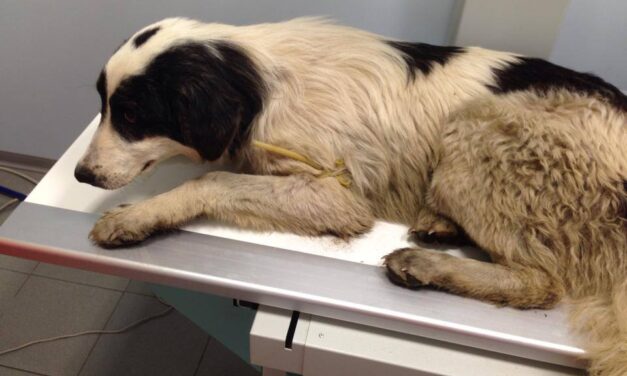 STAGNO: CANE SPROVVISTO DI MICROCHIP INVESTITO DA UN AUTOMOBILISTA