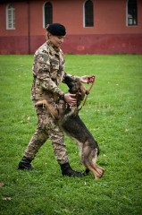 Un conduttore del gruppo cinofili dell'Esercito italiano di Grosseto mentre addestra il suo cane.   Il Conducente è il responsabile della cura, dell'addestramento e dell'impiego in operazioni del cane. (foto di Fabrizio Villa)