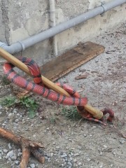 serpente Baesso