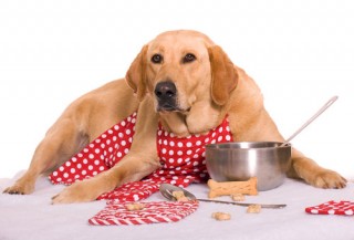 cani_alimentazione