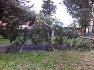 albero parco di Via Gori