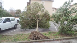 albero piazzetta bocciodromo