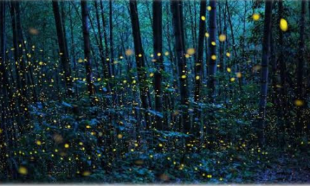 AL LAGO ALBERTO DI GUASTICCE TORNANO LE “LUCCIOLATE” PER APPASSIONATI FOTOGRAFI E FAMIGLIE CON BAMBINI