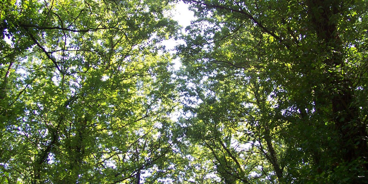 AL PARCO DI SAN ROSSORE UN CONVEGNO SU “LA FESTA DELL’ALBERO”