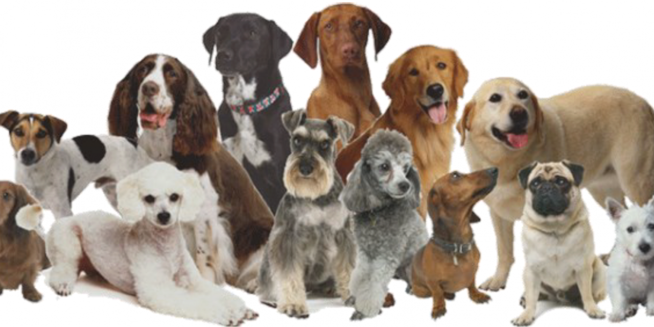 AL VIA A STAGNO LA PRIMA ESPOSIZIONE AMATORIALE DI CANI