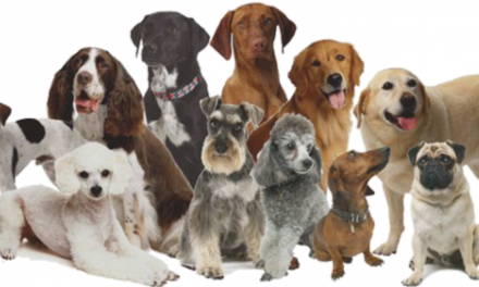 AL VIA A STAGNO LA PRIMA ESPOSIZIONE AMATORIALE DI CANI