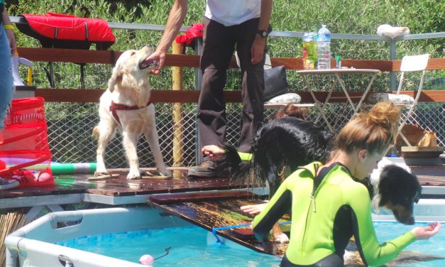A STAGNO LA PRIMA PISCINA PER CANI DELLA FRAZIONE