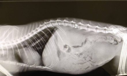 ORRORE A STAGNO: SPARA A UN GATTO, IL PROIETTILE GLI SCHIANTA LA SPINA DORSALE. L’ANIMALISTA: «DENUNCIATE!»