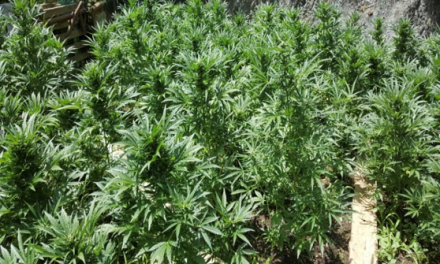 SCOPERTA DALLA POLIZIA A COLOGNOLE UNA VASTA PIANTAGIONE DI MARIJUANA. ARRESTATO IL PRODUTTORE