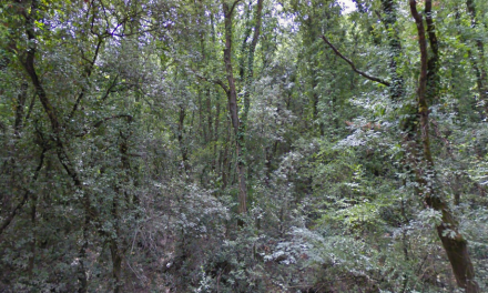 RAGAZZA CADE DA UNA ROCCIA IN UNA SCARPATA AL CORBOLONE: VOLO DI 2 METRI