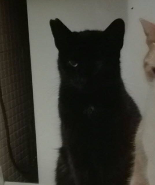 OTTO, IL GATTO NERO SCOMPARSO A STAGNO. 100 EURO LA RICOMPENSA PER CHI LO RITROVA