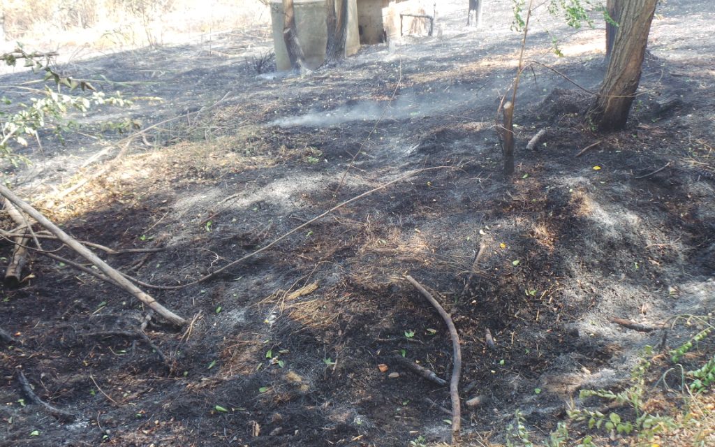 L’INCENDIO FRA COLLESALVETTI E FAUGLIA È STATO DOMATO