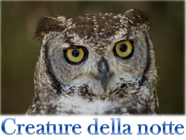 RAPACI, PIPISTRELLI… CON GAIA UNA SERATA DEDICATA ALLA SCOPERTA DELLA NATURA IN NOTTURNA