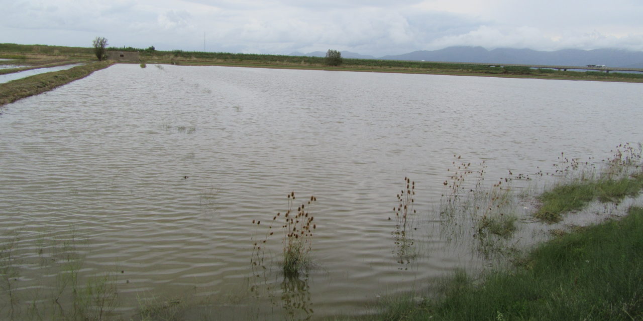 «I NOSTRI CAMPI COMPLETAMENTE ALLAGATI, L’AZIENDA È IN GINOCCHIO. SON SERVITI 3.000 LITRI DI GASOLIO PER POMPARE»