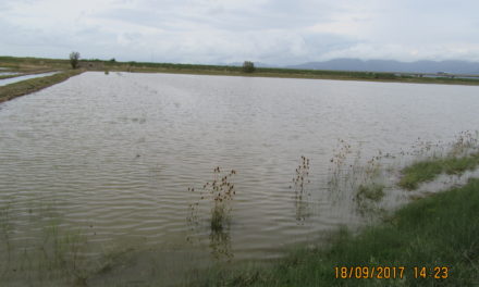 «I NOSTRI CAMPI COMPLETAMENTE ALLAGATI, L’AZIENDA È IN GINOCCHIO. SON SERVITI 3.000 LITRI DI GASOLIO PER POMPARE»