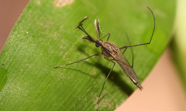 AL VIA LA QUINTA CAMPAGNA ANTILARVALE DELLE ZANZARE