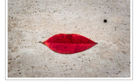 “FOTO DELL’ANNO”, IL GRUPPO FOTOGRAFICO VICARELLO ASSEGNA IL PREMIO. IL VINCITORE È FAUSTO MEINI