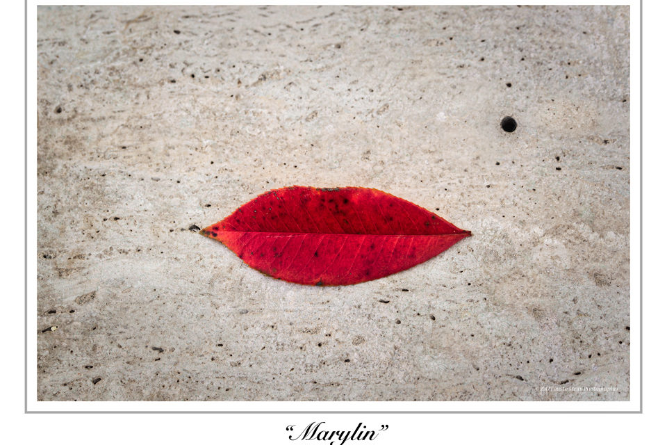 “FOTO DELL’ANNO”, IL GRUPPO FOTOGRAFICO VICARELLO ASSEGNA IL PREMIO. IL VINCITORE È FAUSTO MEINI