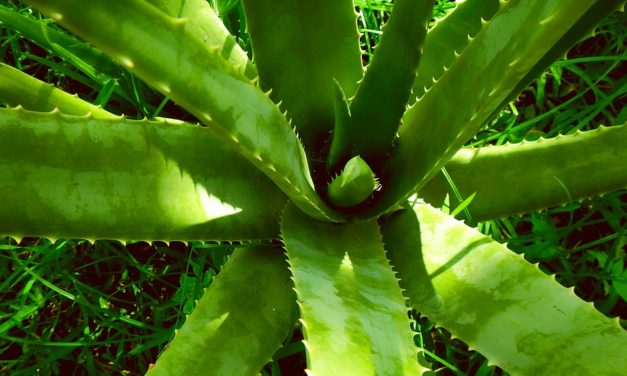 A COLLESALVETTI PER PARLARE DEI BENEFICI DELL’ALOE VERA