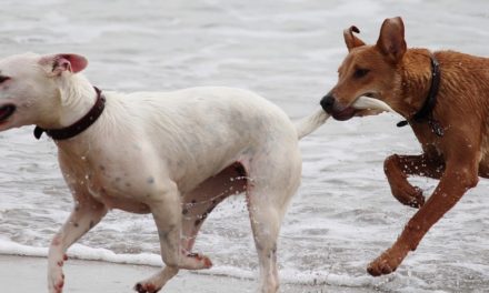 A CAPODANNO PENSIAMO A TUTELARE E PROTEGGERE I NOSTRI AMICI ANIMALI