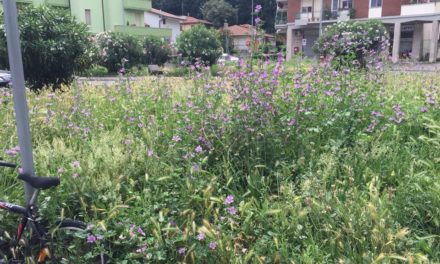 MALCONTENTO A STAGNO PER L’ERBA NON TAGLIATA. MA IL COMUNE RASSICURA: «LA DITTA CI STA LAVORANDO»