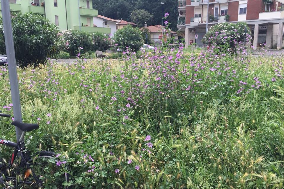 MALCONTENTO A STAGNO PER L’ERBA NON TAGLIATA. MA IL COMUNE RASSICURA: «LA DITTA CI STA LAVORANDO»