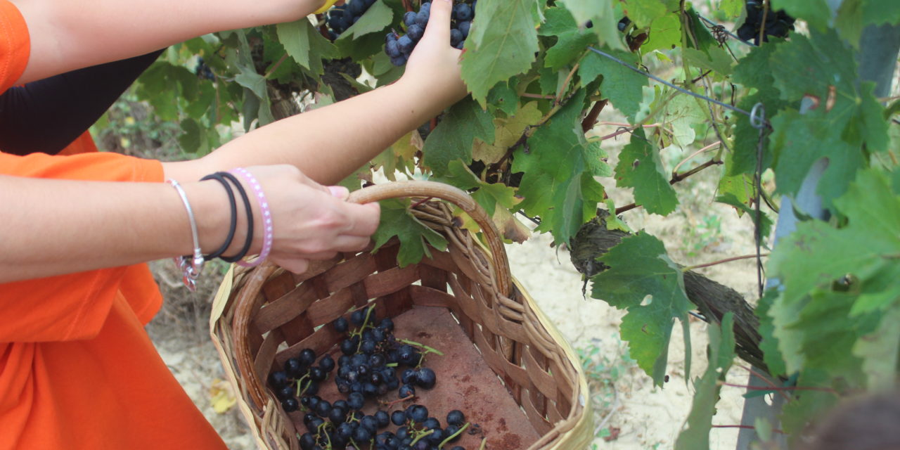 GLI ALUNNI DELLA SCUOLA DI NUGOLA ALLA SCOPERTA DEL “MAGICO” MONDO DELLA VENDEMMIA