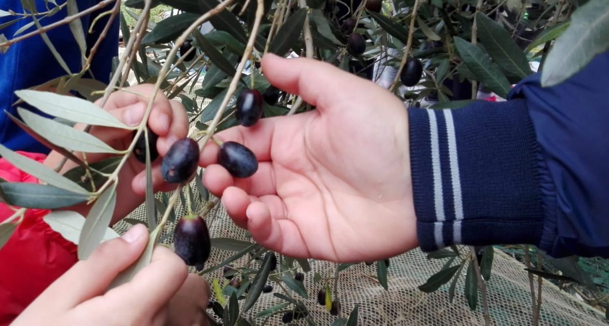 IL VIAGGIO DEGLI ALUNNI DELLA SCUOLA DI NUGOLA IN UN OLIVETO: LA SECONDA TAPPA ALLA SCOPERTA DELLA NATURA