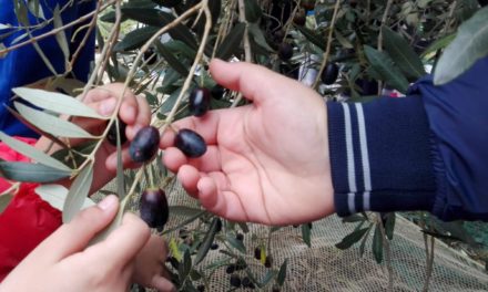 IL VIAGGIO DEGLI ALUNNI DELLA SCUOLA DI NUGOLA IN UN OLIVETO: LA SECONDA TAPPA ALLA SCOPERTA DELLA NATURA