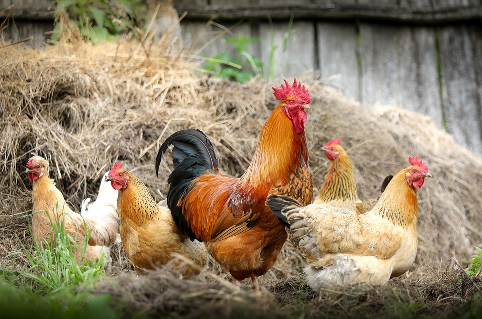 “ORGOGLIO E IDENTITÀ CULTURALE DELLA RAZZA AVICOLA LIVORNO”: IL COMUNE COLLIGIANO PATROCINA L’EVENTO