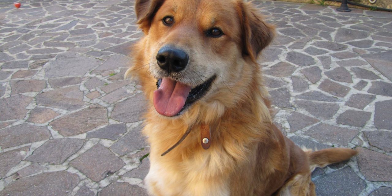 CANE SCAPPA DI CASA A STAGNO: L’APPELLO DELLA FAMIGLIA