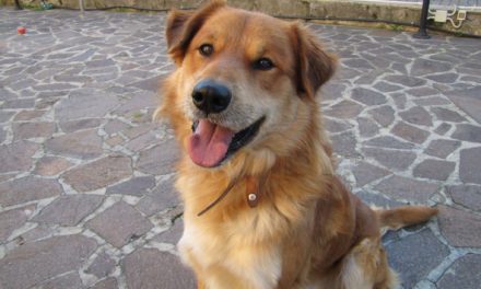 CANE SCAPPA DI CASA A STAGNO: L’APPELLO DELLA FAMIGLIA