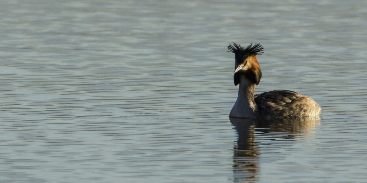 VISITA GUIDATA CON BIRD-WATCHING E BIRD-GARDENING A MISURA DEI PIÙ PICCOLI CON L’ASSOCIAZIONE GAIA