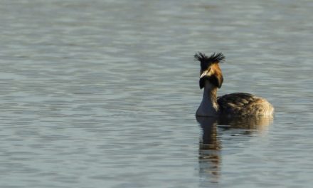 VISITA GUIDATA CON BIRD-WATCHING E BIRD-GARDENING A MISURA DEI PIÙ PICCOLI CON L’ASSOCIAZIONE GAIA