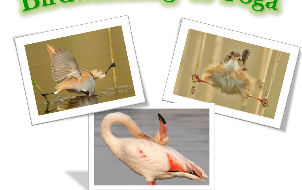 CON L’ASSOCIAZIONE GAIA PER UNA DOMENICA ALL’INSEGNA DELL’OSSERVAZIONE NATURALISTICA E DELLO YOGA