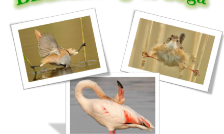 CON L’ASSOCIAZIONE GAIA PER UNA DOMENICA ALL’INSEGNA DELL’OSSERVAZIONE NATURALISTICA E DELLO YOGA