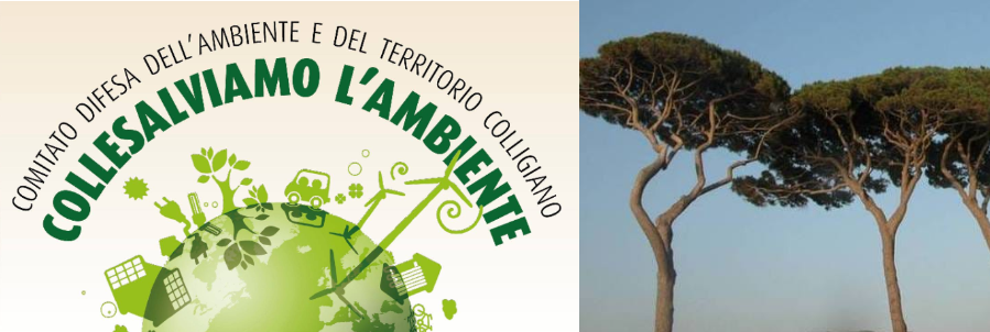 COLLESALVIAMO L’AMBIENTE: “L’INTERVENTO PINI A STAGNO NON CI PIACE. SPERIAMO SIA L’ULTIMO COLPO DI CODA”