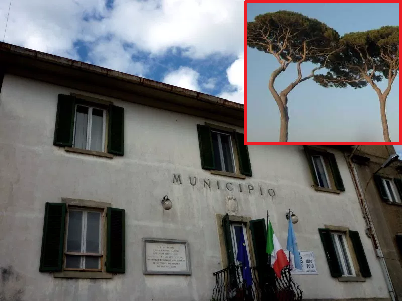 ABBATTIMENTO PINI A STAGNO, IL COMUNE NON RETROCEDE: “INTERVENTO NECESSARIO E NON RIMANDABILE”