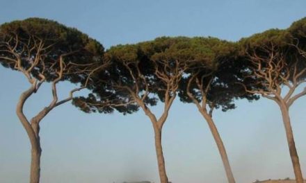IL COMUNE: “AL VIA I LAVORI PER L’ABBATTIMENTO DEI PINI A STAGNO NEI PRESSI DEL PARCO DI VIA DELLA COSTITUZIONE”