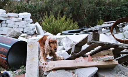 LA PUBBLICA ASSISTENZA DI COLLESALVETTI HA ISTITUITO UN NUCLEO CINOFILO PER RICERCA PERSONE SCOMPARSE