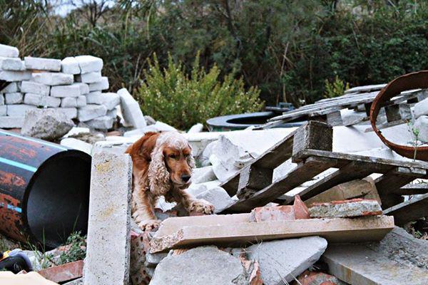 LA PUBBLICA ASSISTENZA DI COLLESALVETTI HA ISTITUITO UN NUCLEO CINOFILO PER RICERCA PERSONE SCOMPARSE