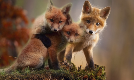 INTERVENTI DI RECUPERO E SOCCORSO DEI PULLUS E CUCCIOLI DI FAUNA SELVATICA: APPROVATA CONVENZIONE CON LA LIPU