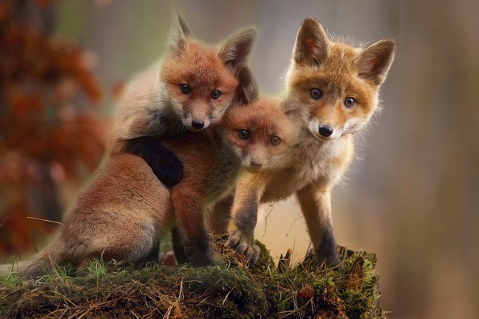 INTERVENTI DI RECUPERO E SOCCORSO DEI PULLUS E CUCCIOLI DI FAUNA SELVATICA: APPROVATA CONVENZIONE CON LA LIPU