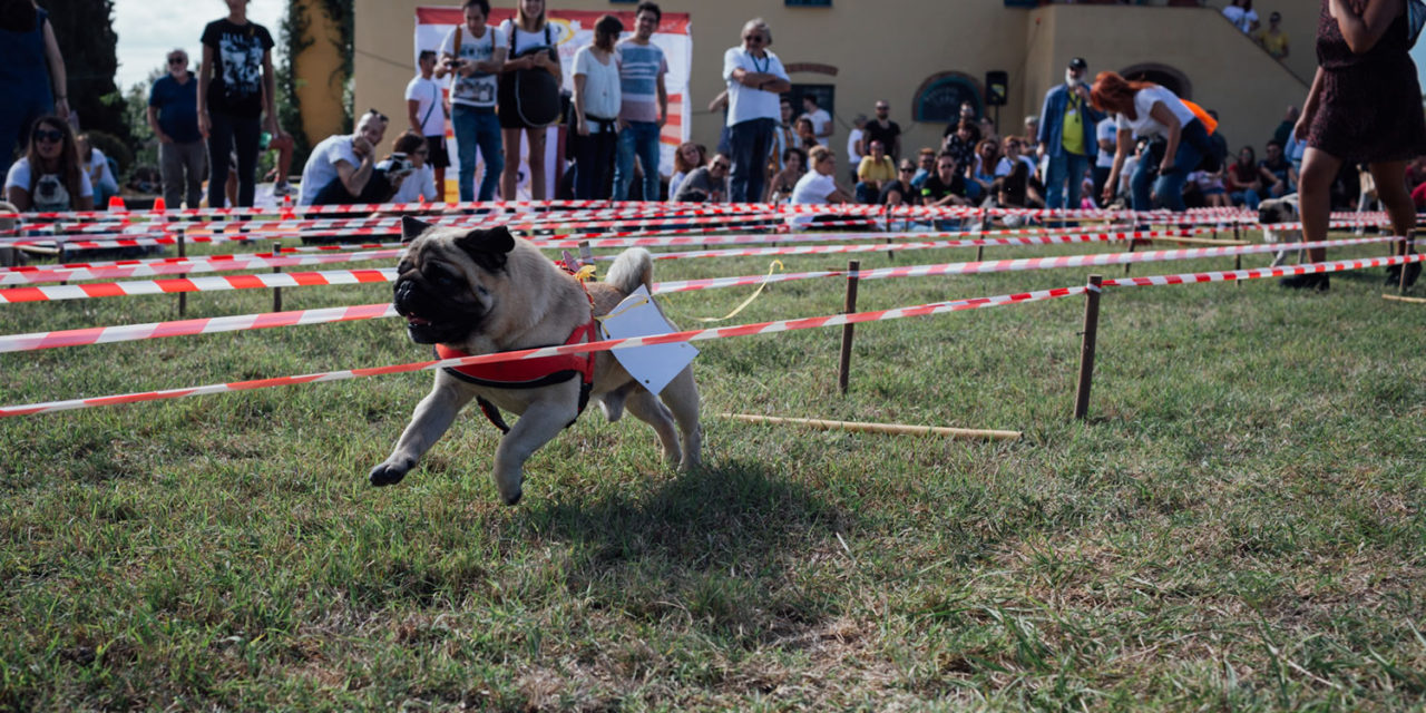 UGOPIADI: GRANDE SUCCESSO A GUASTICCE PER LA SEDICESIMA EDIZIONE DELLE “OLIMPIADI DEL CANE CARLINO”